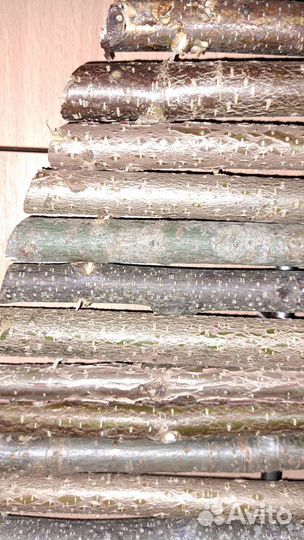 Елка интерьерная натуральное дерево