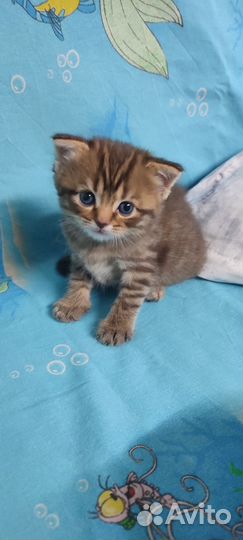 Шотландская кошка