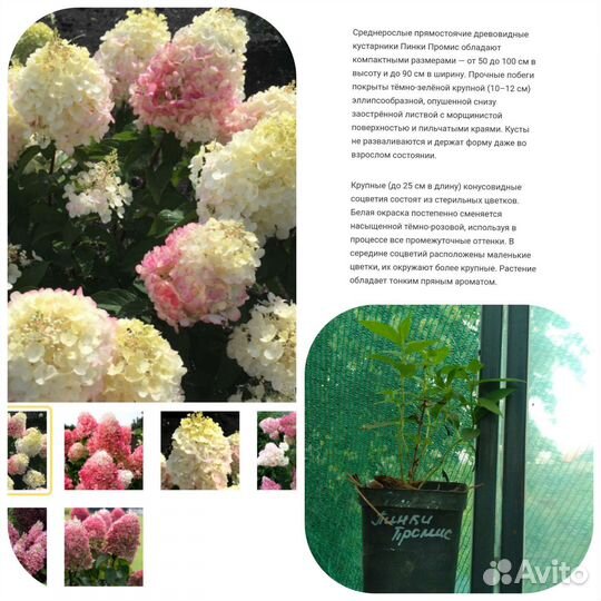 Сладкие остатки редких гортензий