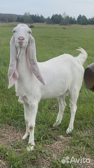 Козлята козы Гулаби