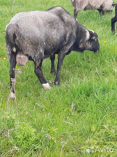 Романовские овцы, бараны