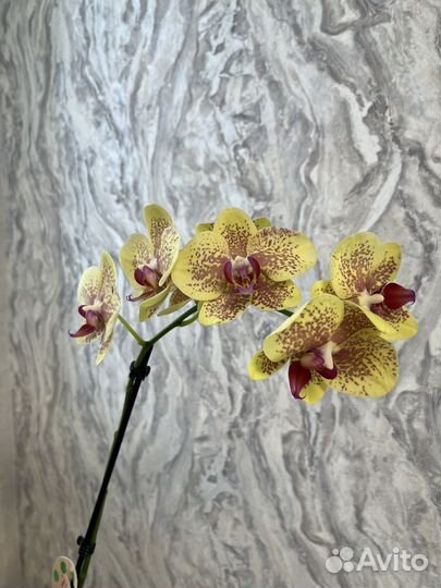 Орхидея фаленопсис
