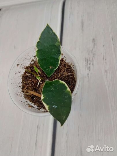 Хойя сигилатис альбомаргината, Вибелла