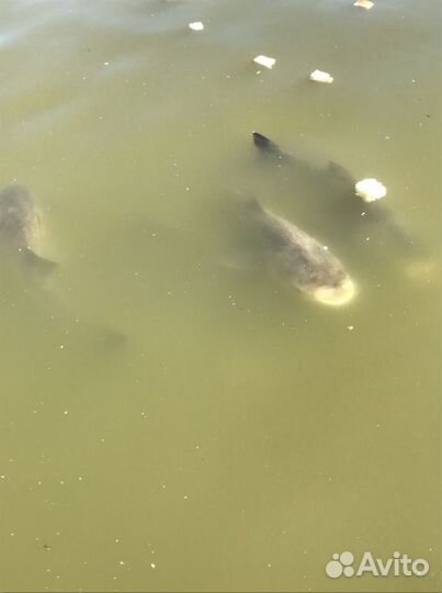 Платная рыбалка