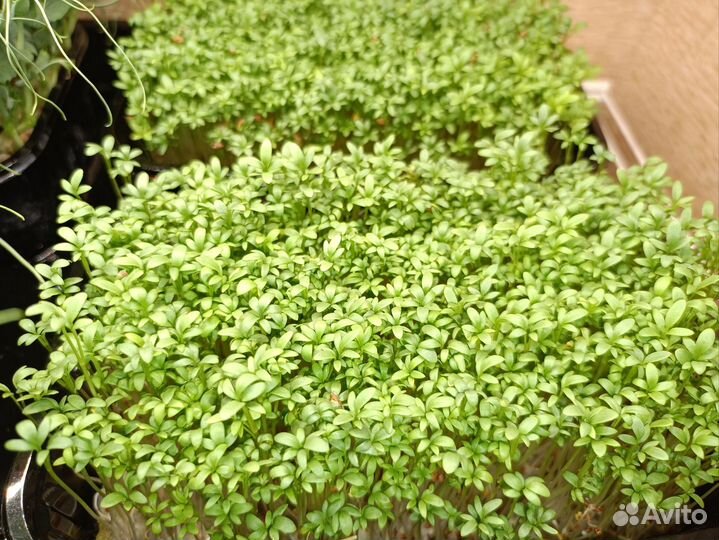 Набор для выращивания микрозелени