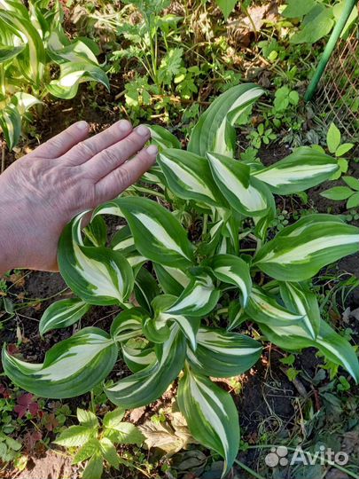 Хоста вариегатная волнистая