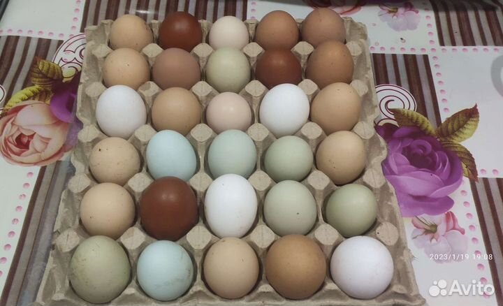 Домашние перепелиные и куриные яички