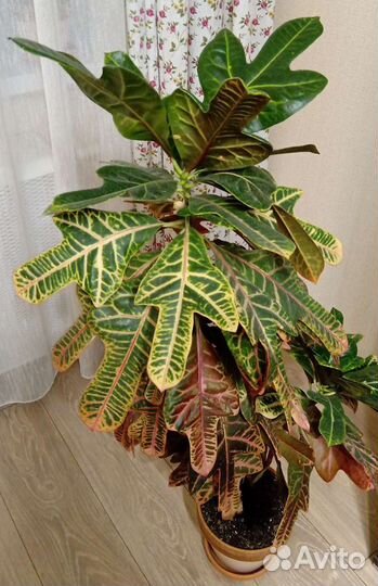 Комнатный цветок кротон