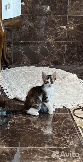 Кошечка на счатье