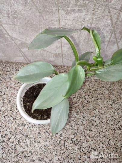 Филодендрон сильвер