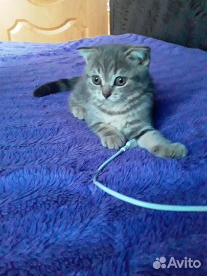 Кошка 2 месяца