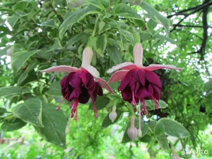 Фуксия вариегатная dumo