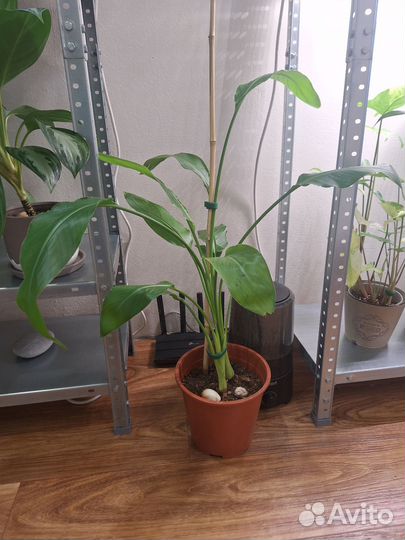 Стрелиция регина