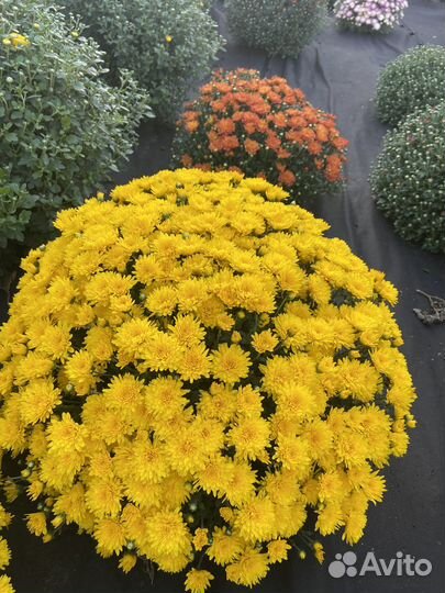 Хризантемы мультифлора