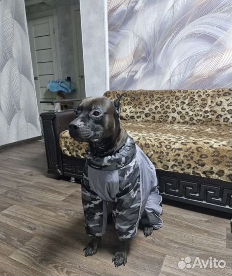 Комбинезон одежда для собак крупных средних мелких
