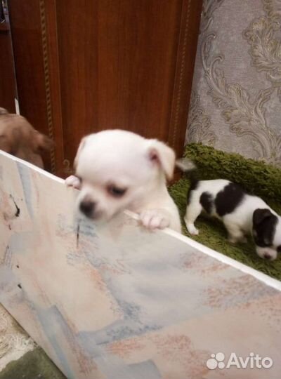 Щенки чихуахуа мини мальчик