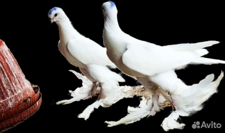 Голуби