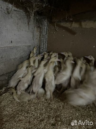 Бройлеров гуси утки