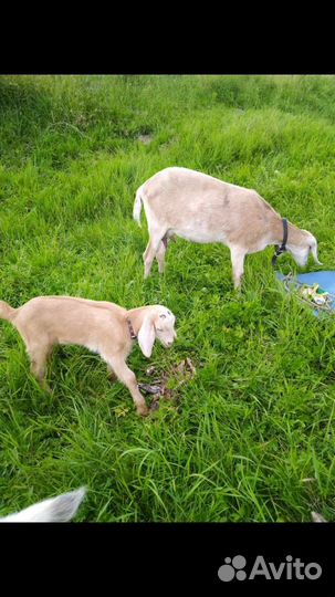 Коза дойная