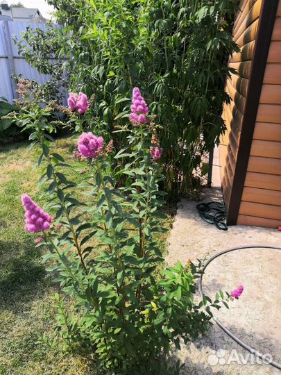 Многолетние декаротивные кустарники