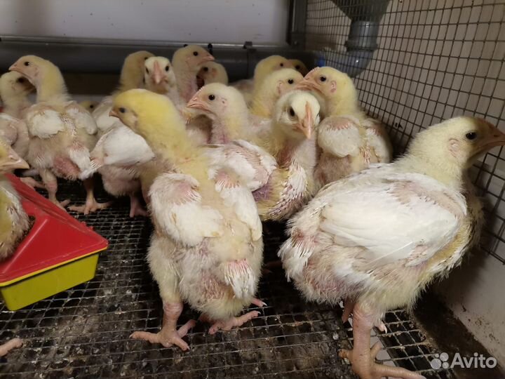 Цыплята бройлеры подрощенные