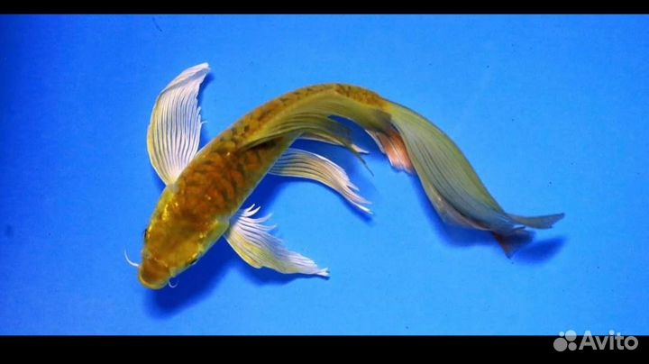 Вуалевые карпы кои