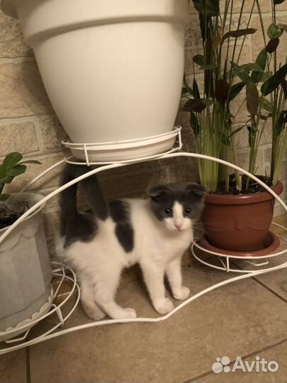 Вислоухие котик