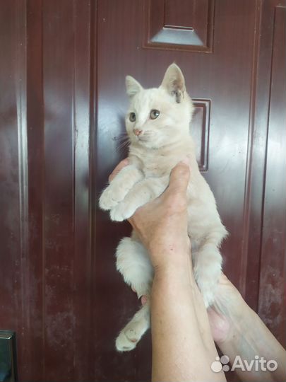 Котенок