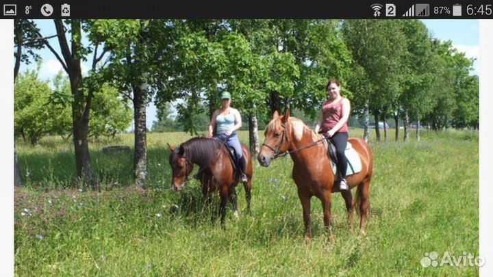 Постой лошадей