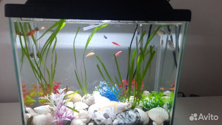 Аквариум
