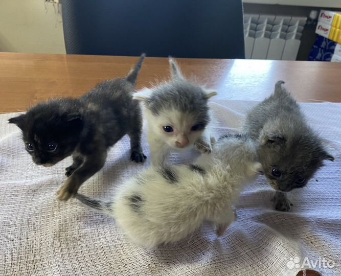 Отдадим котят