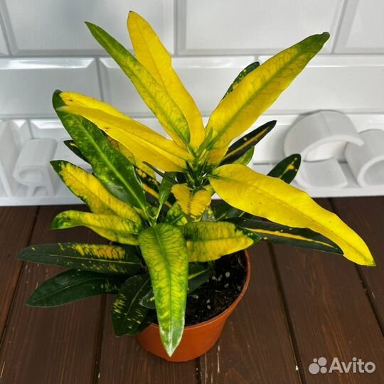 Кротон Санни