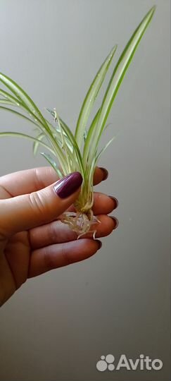 Хлорофитум