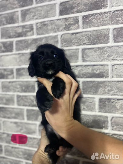 Щенки русского спаниеля