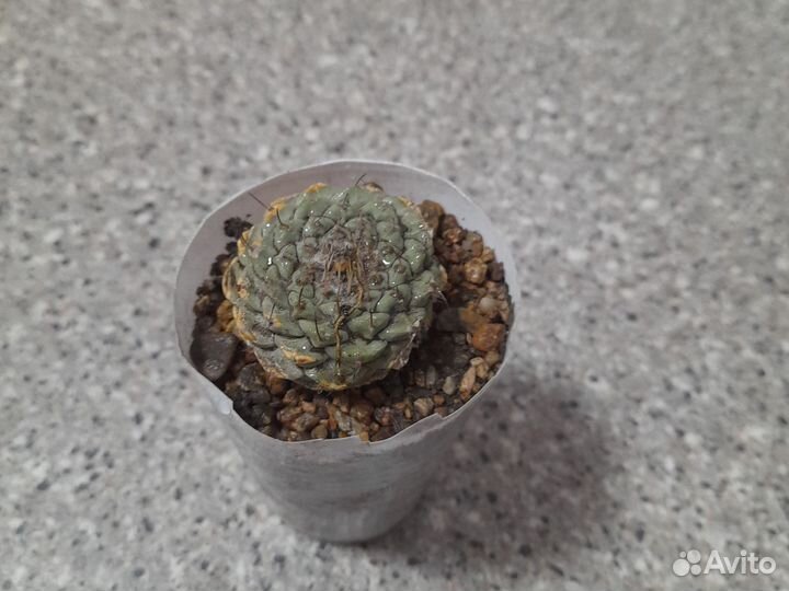 Кактусы и суккуленты