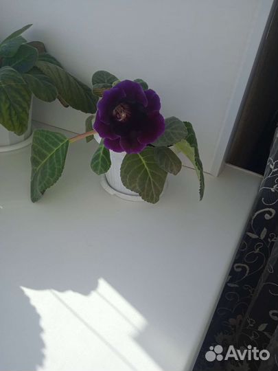 Глоксиния цветущая