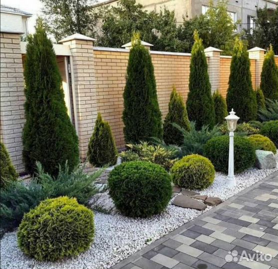 Туя Смарагд