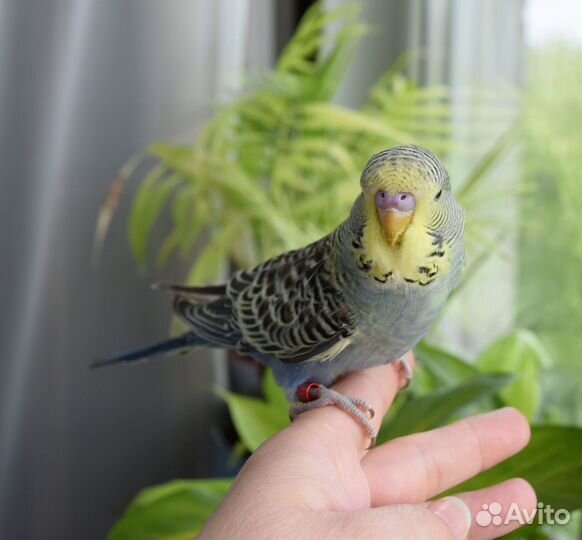 Птенец самец выставочного волнистого попугая, чех