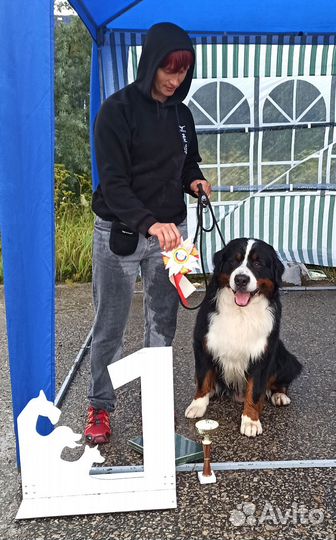 Вязка собак Бернский зенненхунд