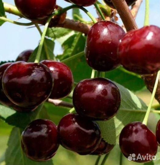 Саженцы вишни Октава