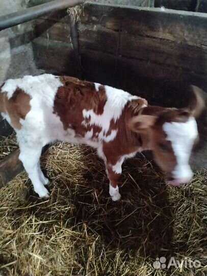 Телочка 2 недельная