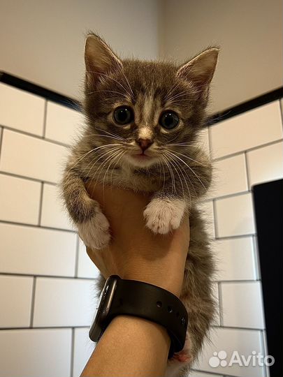 Котёнок-мальчик