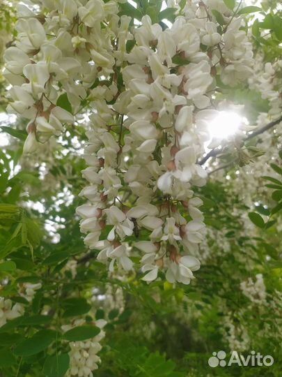 Мёд натуральный 2023г