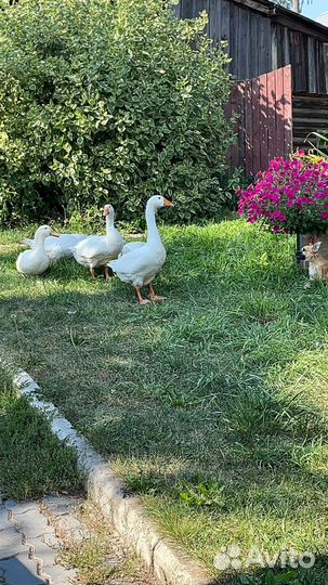 Гуси и пекинская утка