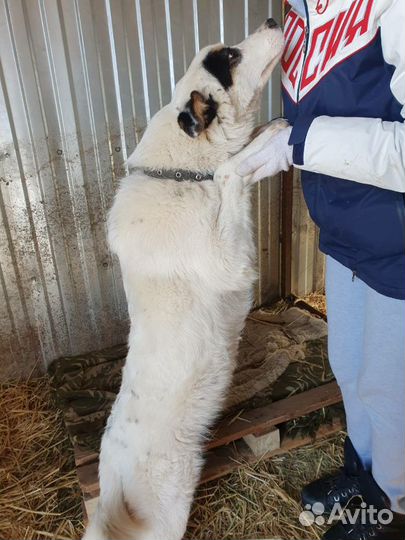 Ищу хозяев молодому кобельку