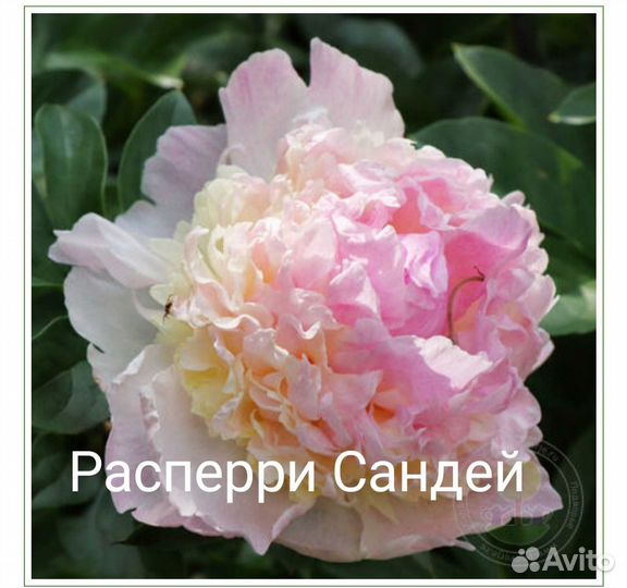 Пионы корни