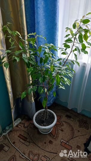 Фикус бенджамина