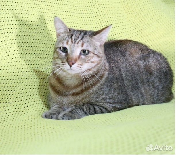 Кошки в добрые руки