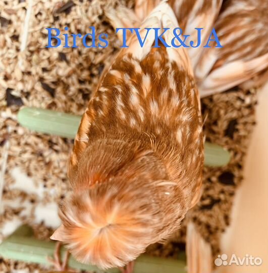 Кенара и канарейки