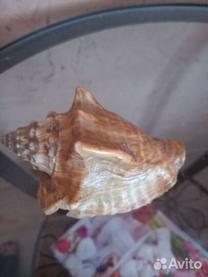 Редкие океанические и морские ракушки и звезды